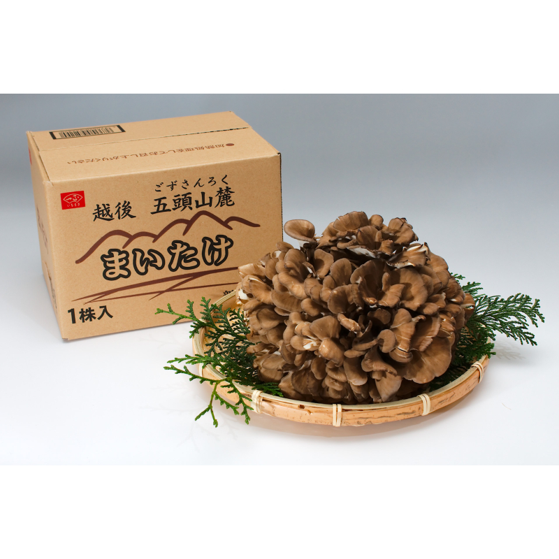 舞茸様、専用出品。 Amazon | いちまさ ビタミンD 舞茸 希なり ビタミンD 舞茸 100g